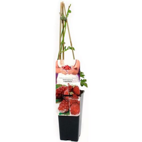 Malinojeżyna Loganberry  - malinojezyna-loganberry[1].jpg
